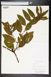 Smilax laurifolia image