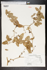 Smilax laurifolia image