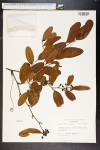 Smilax laurifolia image