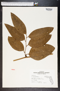 Smilax laurifolia image