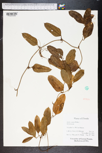 Smilax pumila image