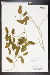 Smilax pumila image