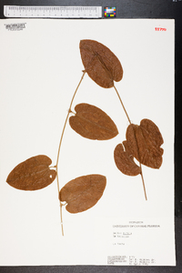 Smilax pumila image