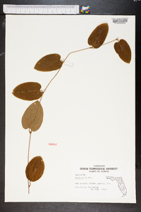 Smilax pumila image