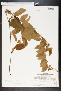 Smilax pumila image