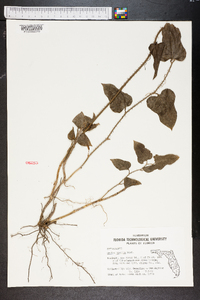 Smilax tamnoides image