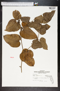 Smilax tamnoides image