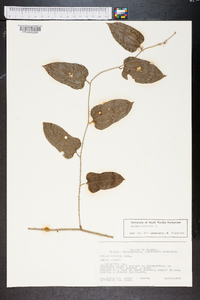 Smilax tamnoides image