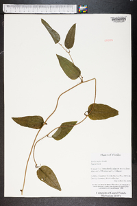 Smilax walteri image