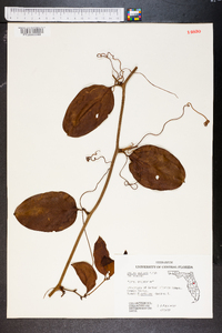 Smilax walteri image