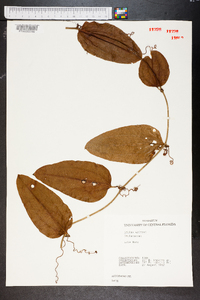 Smilax walteri image