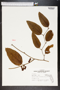 Smilax walteri image