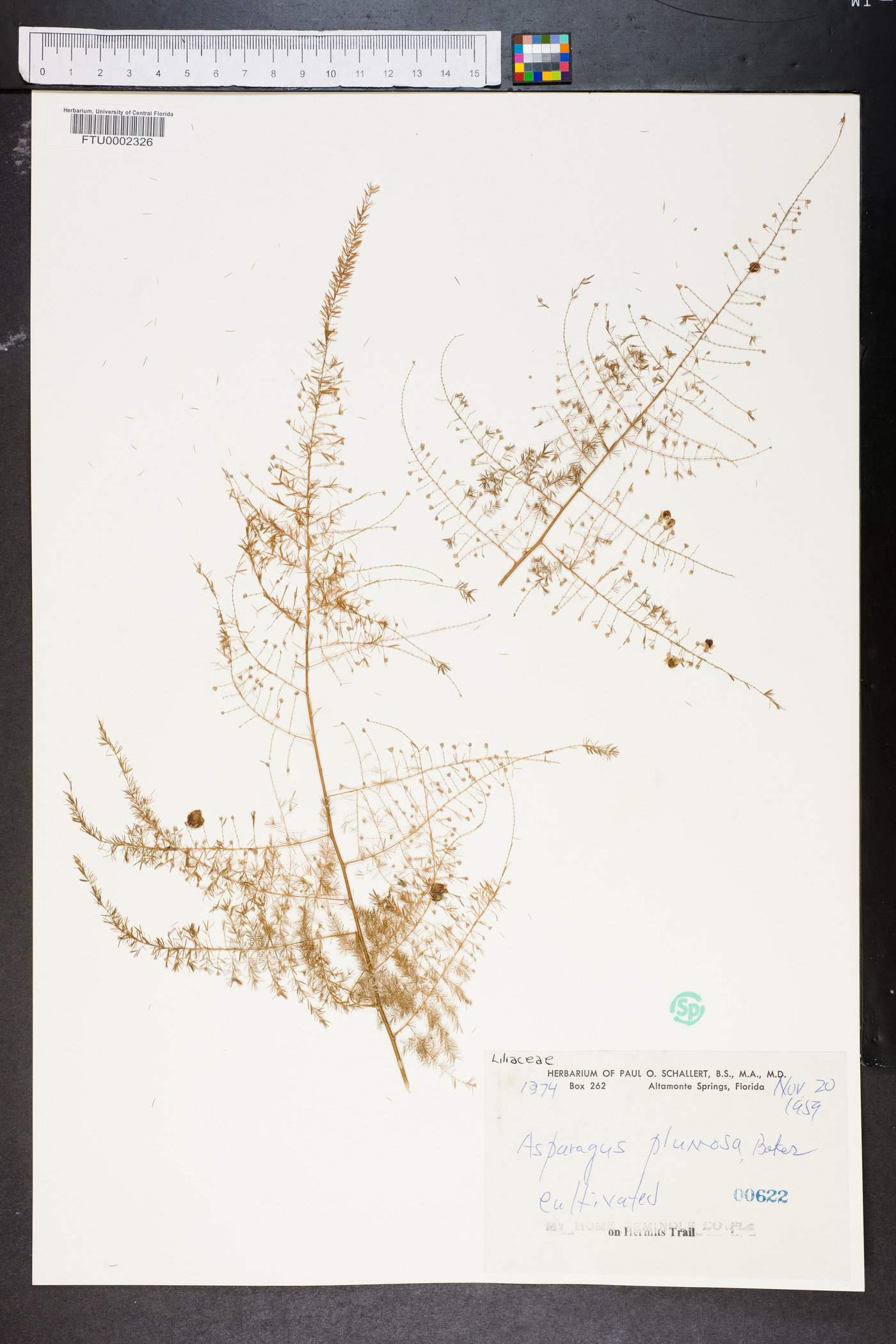 Asparagus plumosus image