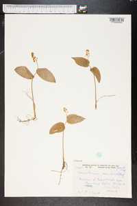 Maianthemum canadense image