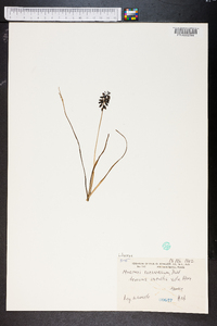 Muscari neglectum image