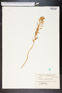 Ornithogalum thyrsoides image