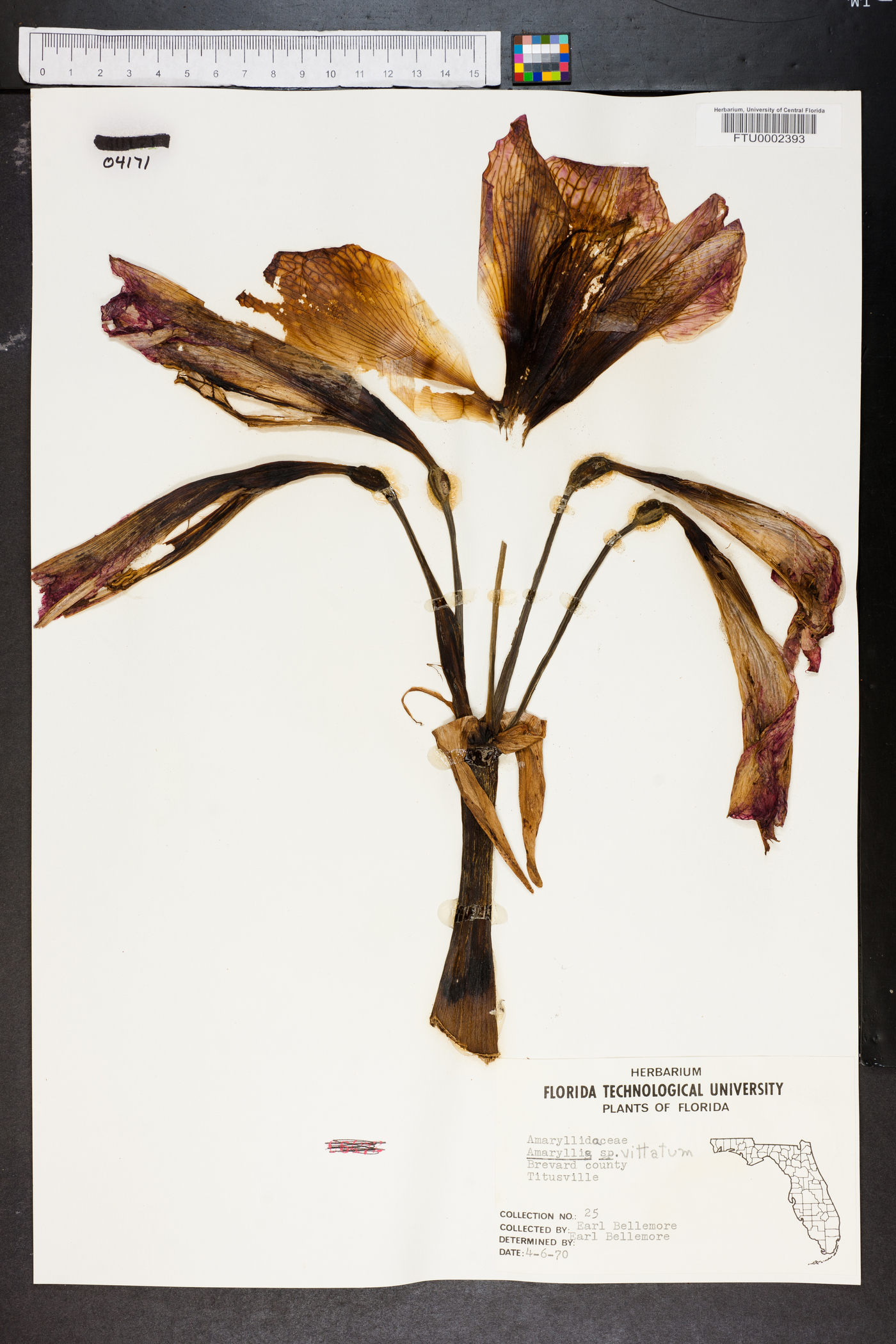 Hippeastrum vittatum image