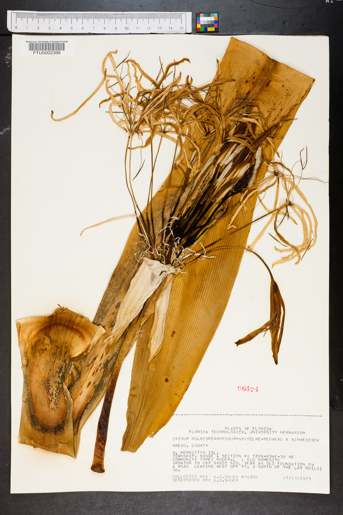 Crinum bulbispermum image