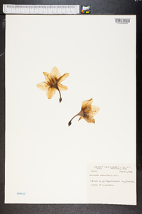 Eucharis grandiflora image