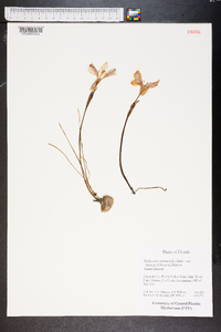 Zephyranthes atamasca image