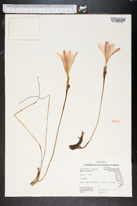 Zephyranthes atamasca image