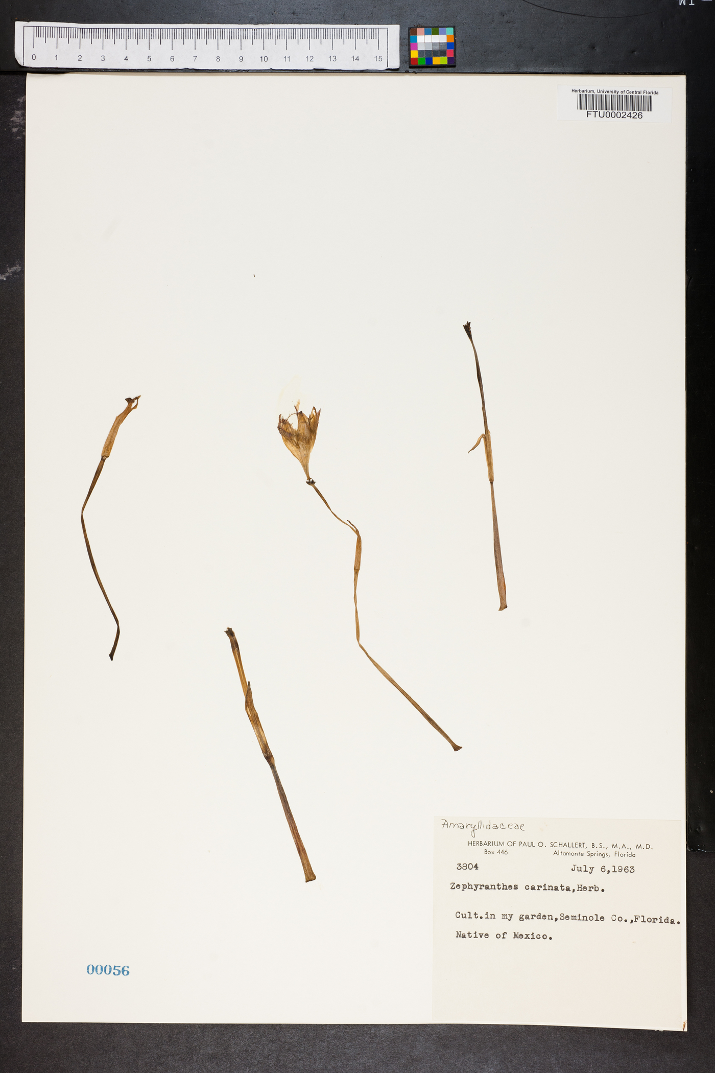 Zephyranthes carinata image