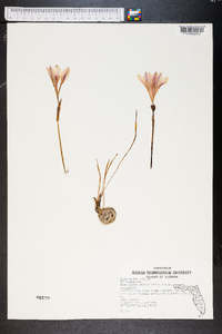 Zephyranthes treatiae image