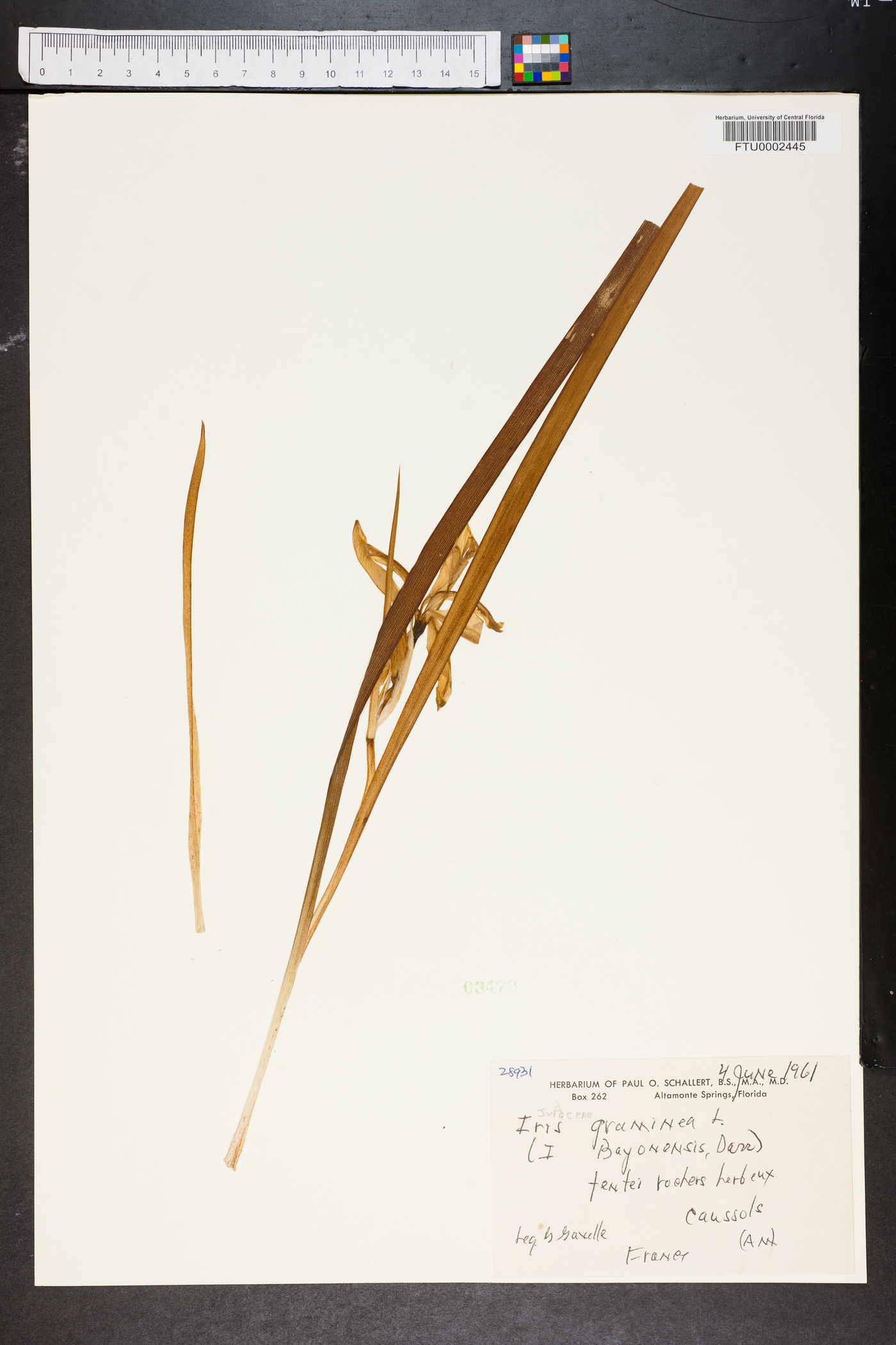 Iris graminea image