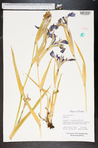 Iris hexagona image