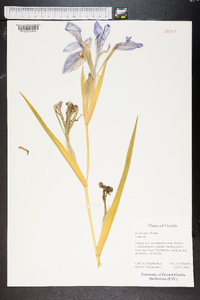 Iris hexagona image