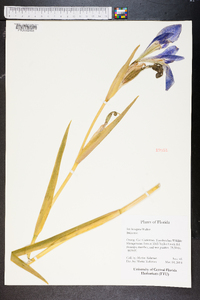 Iris hexagona image