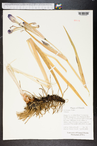 Iris hexagona image