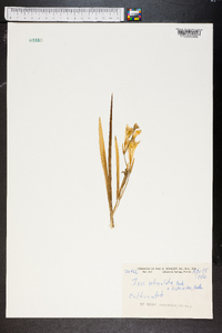 Iris reticulata image