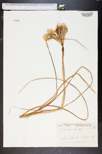 Iris xiphioides image