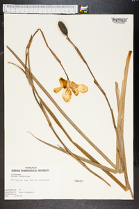 Moraea iridioides image