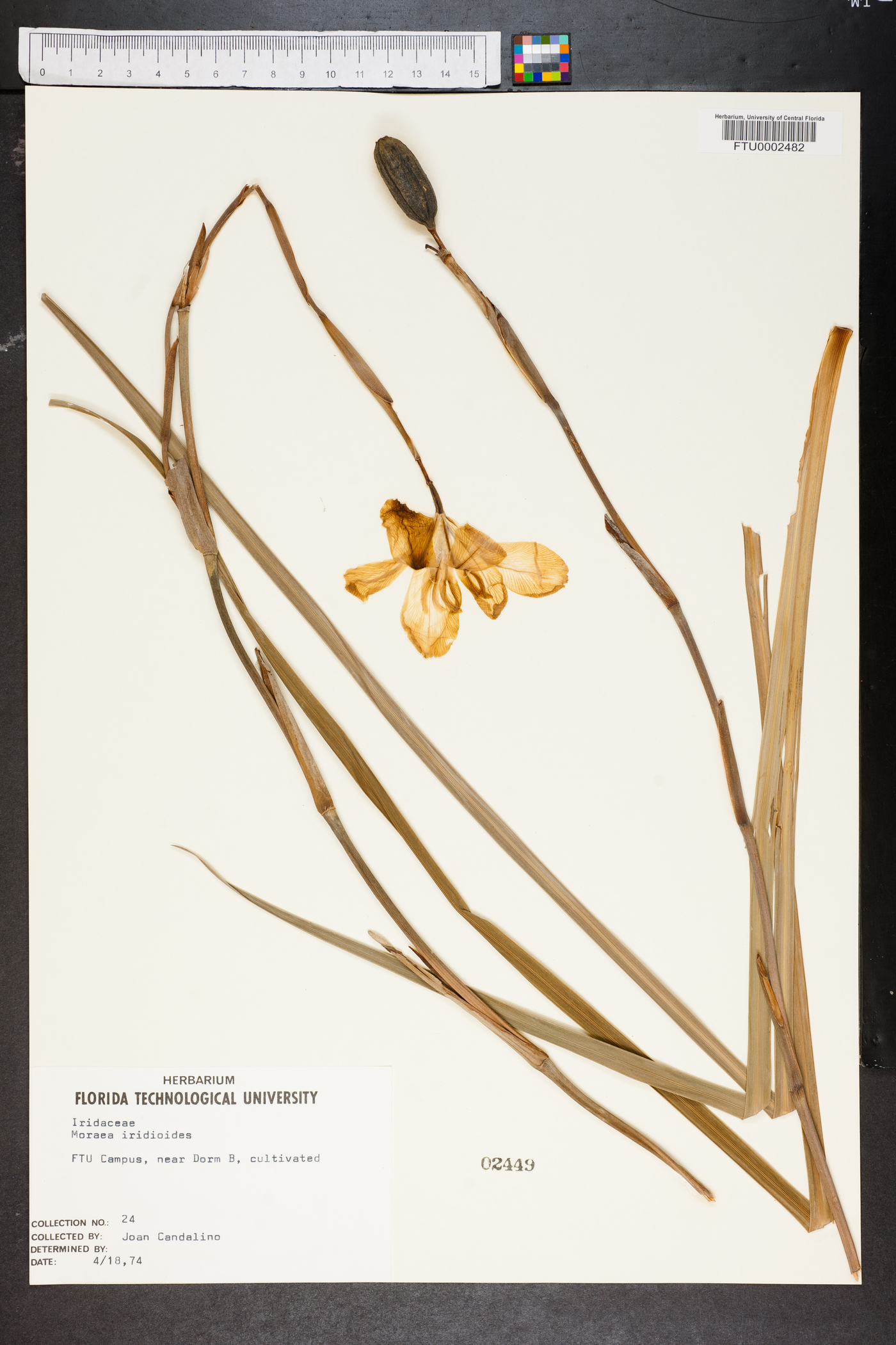 Moraea iridioides image