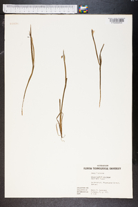 Sisyrinchium montanum image