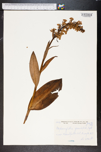 Blephariglotis grandiflora image