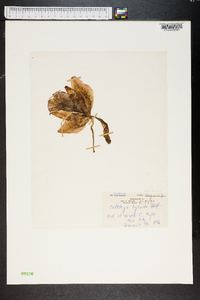 Image of Cattleya hybrida