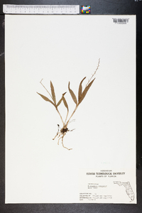 Epidendrum conopseum image