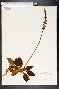 Goodyera pubescens image