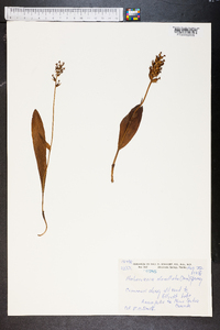 Platanthera clavellata image