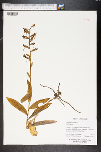 Habenaria floribunda image