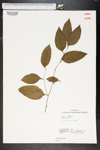 Smilax smallii image