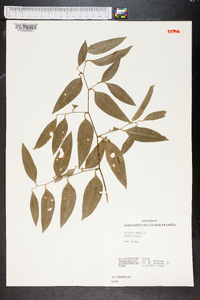 Smilax smallii image