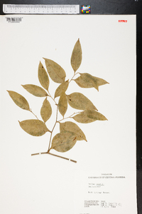 Smilax smallii image