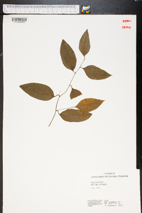 Smilax smallii image