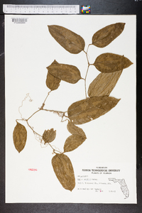 Smilax smallii image