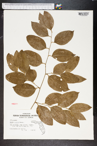 Smilax smallii image