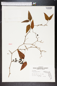 Smilax smallii image